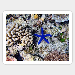 Starfish on the Reef Sticker